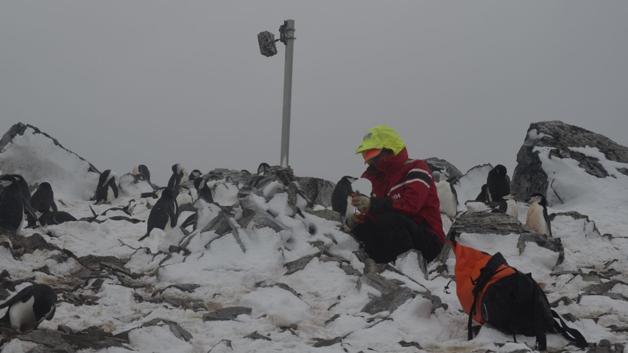 Hart servicing one of the cameras in the field. "We've been out in the field and now we're coming back to go through all these data (taking) it from raw data to process," he says. "The whole point of this is we're learning fundamental things about penguins but the whole point is to turn this into something that can inform policy."