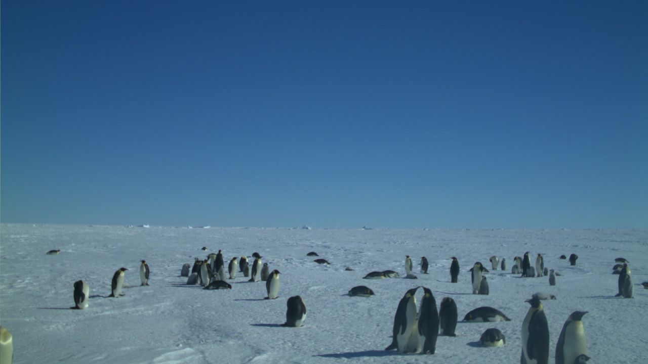 For the last five years, Hart and his team of three have headed south for the winter months to collect more data. Hitching rides from tourist boats and the odd chartered yacht to reach more remote locations, the team have been able to canvas an incredible amount of the Antarctic region. Here, cameras capture emperor penguins at Gould Bay, Weddell Sea.