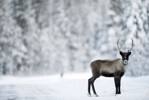 Other projects are looking at connecting other species, such as reindeer.
