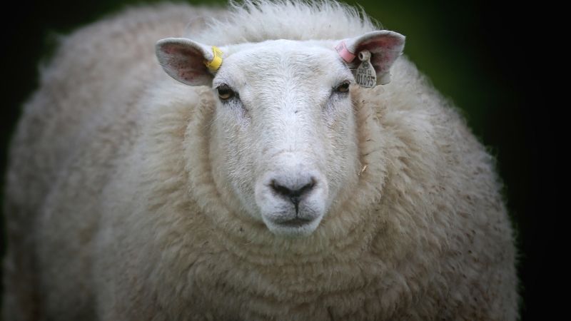 NextImg:The Internet of Sheep: WiFi-connected flock to eat grass and transmit data | CNN Business