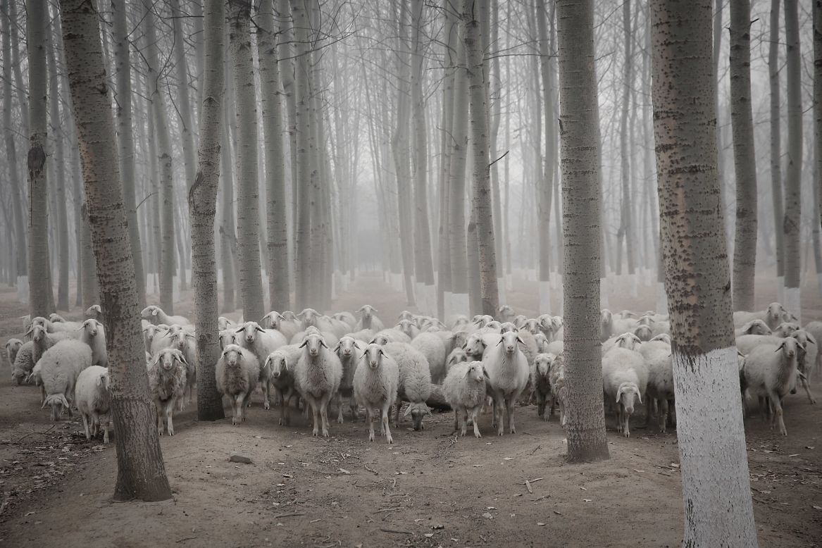 Even though equipping animals with WiFi hotspots has been part of the discussion, sheep would not make for great service providers, as they tend to flock together.