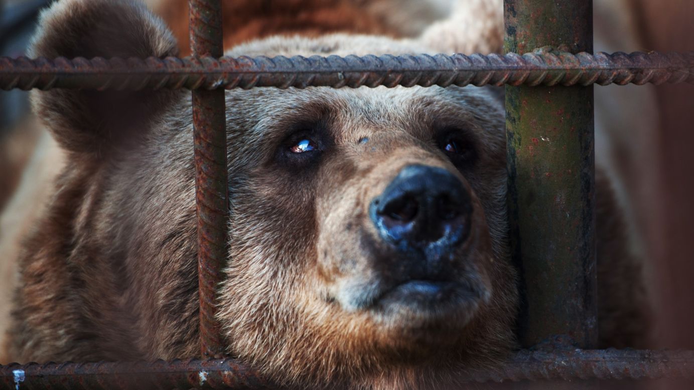 A bear sticks his nose through a cage Thursday, February 19, at a restaurant in Sochi, Russia. A court ordered two bears to be taken away from the restaurant's owner. The bears became alcoholics after visitors regularly gave them drinks.