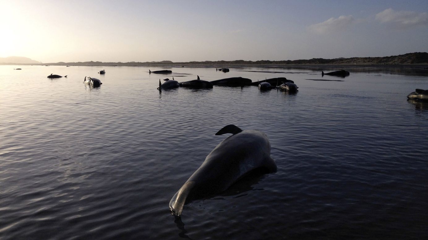 Dozens of pilot whales lie beached at Farewell Spit, on the northern tip of New Zealand's South Island, on Friday, February 13. <a href="http://www.cnn.com/2015/02/15/asia/new-zealand-beached-whales/index.html" target="_blank">Nearly 200 whales were beached,</a> and many got back in the water with the help of conservationists and experts. But more than 100 whales returned to land and died. 