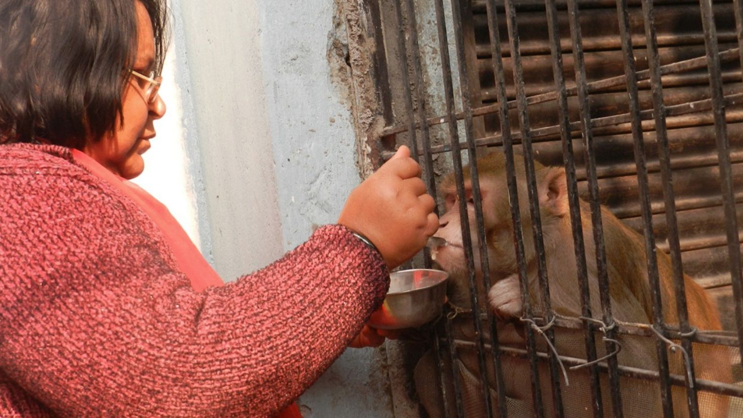 Shabista Srivastava, Shabista feeds her pet monkey Chunmun at her home in northern India's Uttar Pradesh state on Monday.  Shabista and her husband made Chunmun their sole heir.