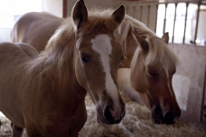August 2003: Prometea (left), the world's first horse clone, and her mother Stella Cometa pose in the stable of the Laboratory of Reproductive Technology in Cremona, around 80 km from Milan in northern Italy.