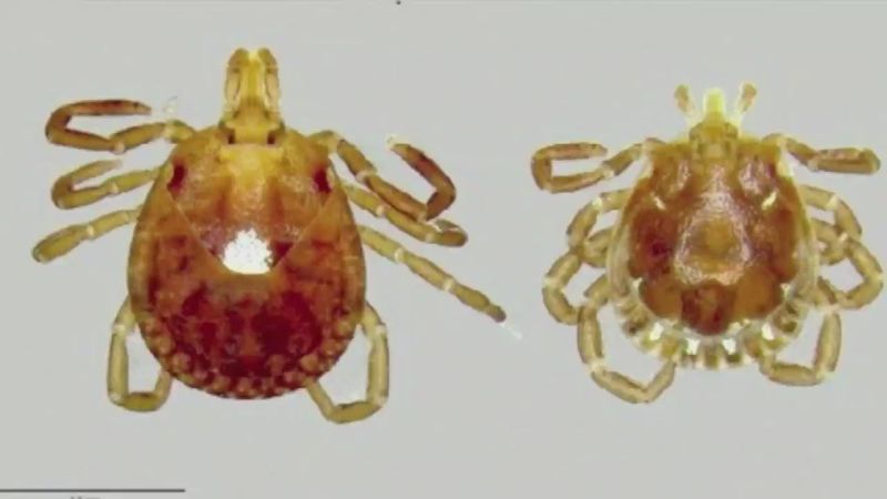 Kansas Horse Owners Are You Prepared For This Double Virus Outbreak - nt0i0gd