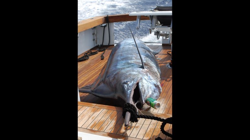 It took four people aboard the Ihu Nui to pull the 1,058 pound fish through the transom door, but it was too long to get the tail aboard. <strong>Photo by Jim Rizzuto</strong>