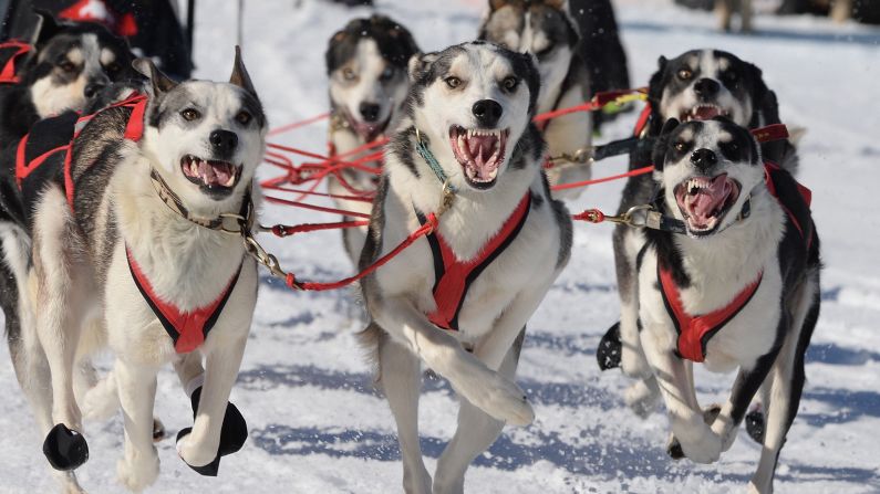 Huskies compete in the Sled Dog World Championships in Bernau, Germany, on Friday, February 20.