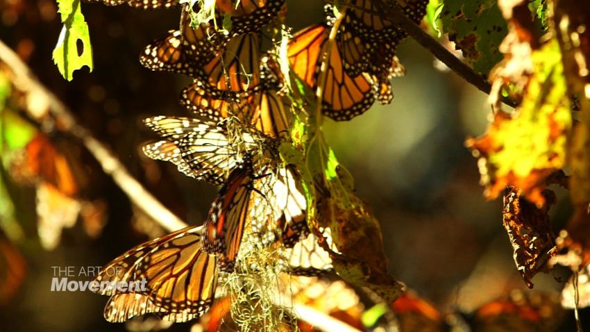 spc art of movement monarch butterflies