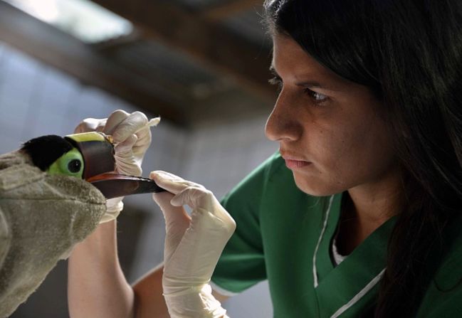 La veterinaria Carmen Soto, a cargo de un refugio animal en La Garita, Alajuela, a 45 km al norte de San José, realiza la curación a lo que queda del pico.