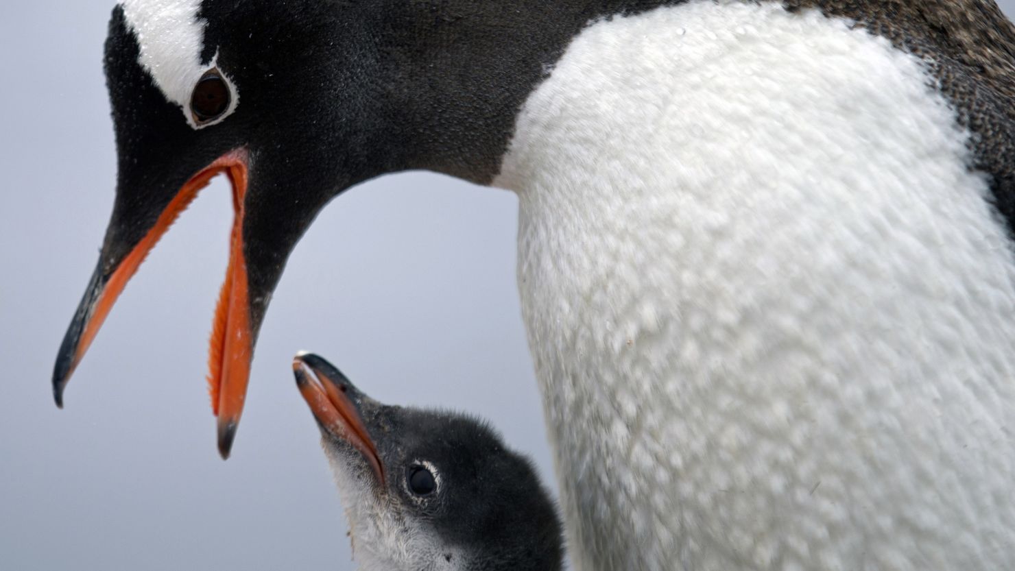 Some 2,000 Gentoo penguins would be your main companions at Antarctica's Port Lockroy. 