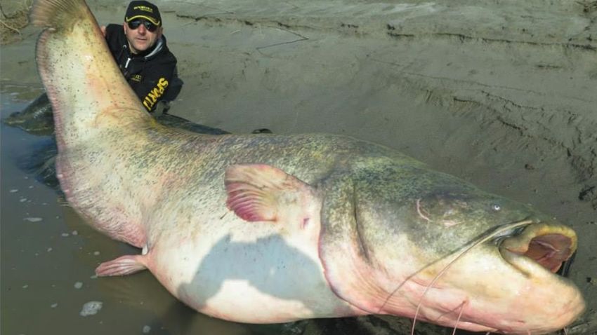 Dino Ferrari catches a 280 pound catfish in the Po River -- a record setting catch with a spinning reel rod, according to his sponsor, Sportex Italy.