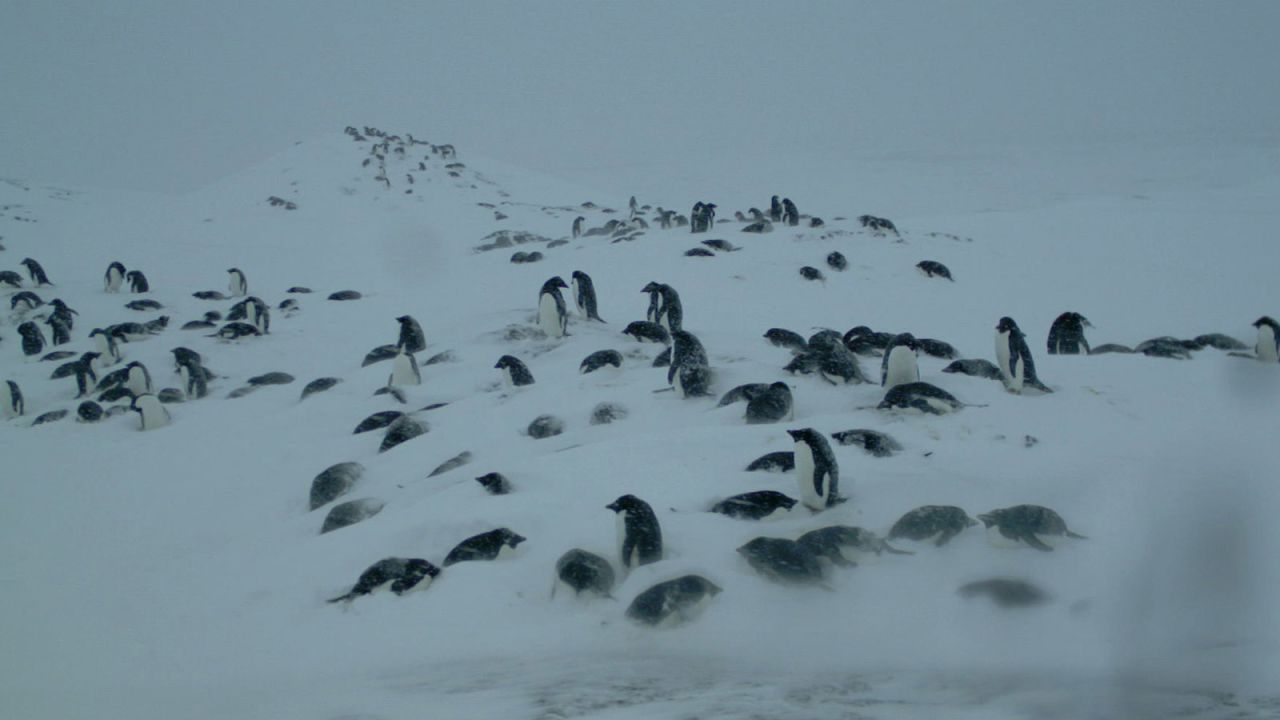Adelie penguins are monitored during spring months at the Yalour Islands, Antarctic Peninsula. While Hart reveals it's still too early in the project to make solid conclusions, he does believe that all is not lost. "We're seeing that with penguins in parts of Australia, NZ and Africa, despite the fact that most of those populations are still endangered, we can see where you fix the problems, locally, they seem to do well. Fix the problems, the outlook is good. (But) with climate change, that's a very poor prognosis in the peninsula region."