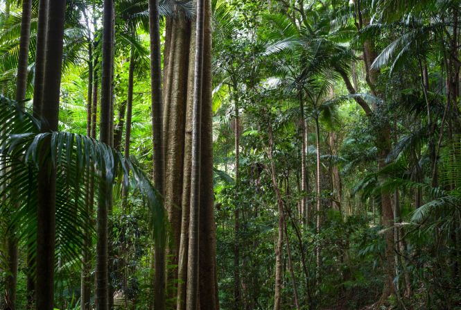 The spectacular Gondwana Rainforests can be explored in <a href="index.php?page=&url=http%3A%2F%2Fwww.nationalparks.nsw.gov.au%2Fwollumbin-national-park" target="_blank" target="_blank">Wollumbin National Park </a>in New South Wales, Australia.