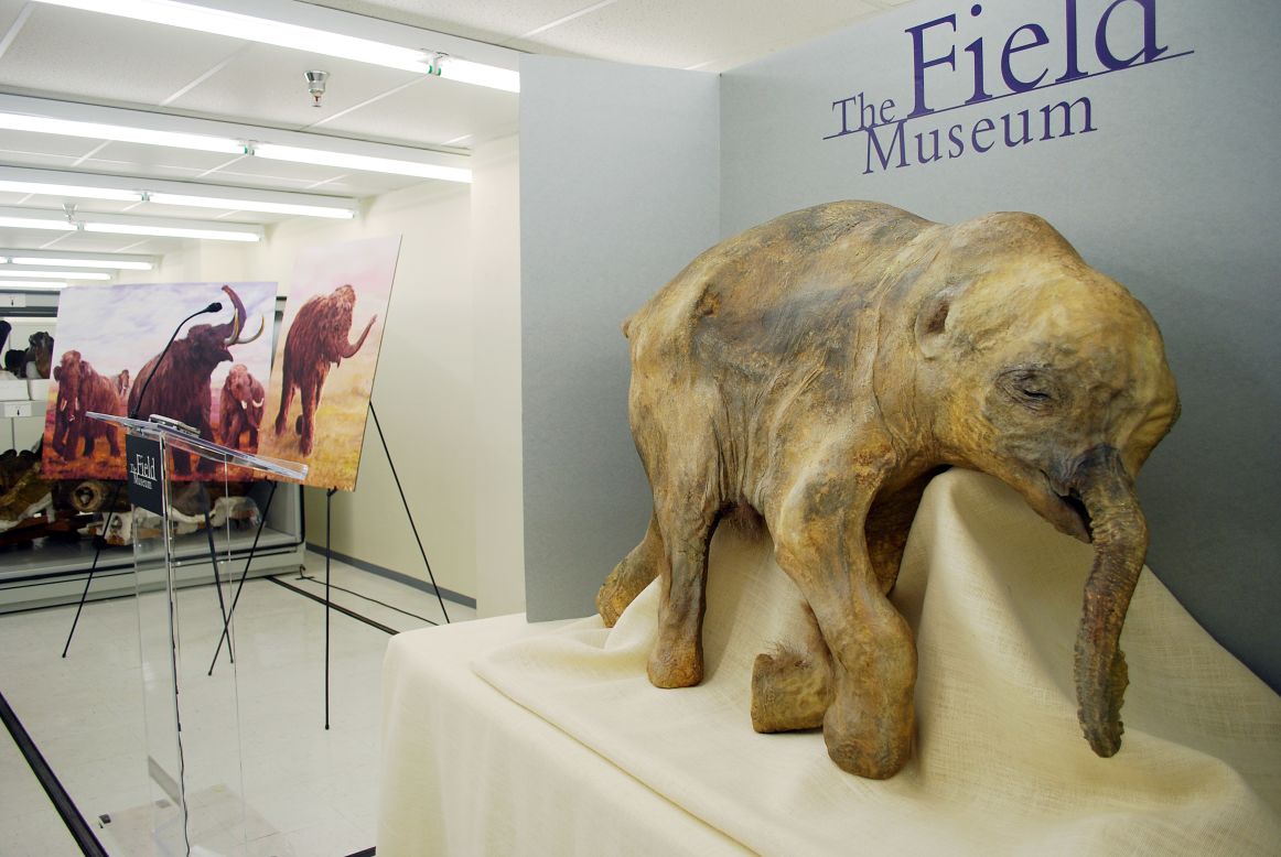 Los ejemplos mejor preservados de ADN han provenido de ambientes congelados. El mamut bebé 'Lyuba' murió hace 41.800 años y fue descubierto en 2007. Hasta ahora, los científicos han extraído y ordenado el genoma de un oso polar de 110.000 años y más recientemente, de un caballo de 700.000 años. 
