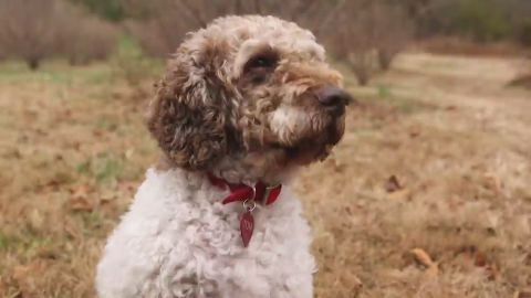 Meet Tom, arguably the best truffle-hunting dog in the United States.