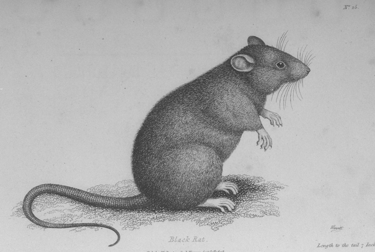 Rats are one of the many rodent species that carry the plague. The disease is typically spread to people through a bite from a rodent flea. Although recent research may exonerate rats as primarily responsible for the Black Death, and instead put the blame on gerbils, rats probably played a role in that and other plague epidemics.
