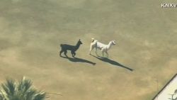nr vo llamas on the loose arizona_00001015.jpg