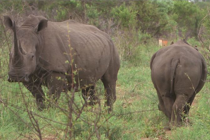 "Our guests can see giraffe, zebra, wildebeest, they can see elephant, lion, hippo, rhino -- there is a huge variety," says Gerti Kusseler. "Sometimes we are lucky and we come across a leopard, sometimes we are lucky and we come across a hyena -- these are much rarer."