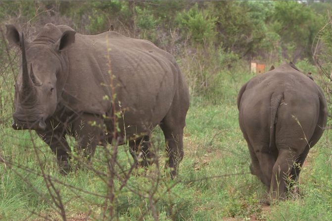 "Our guests can see giraffe, zebra, wildebeest, they can see elephant, lion, hippo, rhino -- there is a huge variety," says Gerti Kusseler. "Sometimes we are lucky and we come across a leopard, sometimes we are lucky and we come across a hyena -- these are much rarer."  