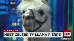 cnn tonight pierre the llama live with don lemon _00005319.jpg