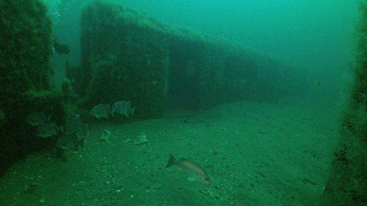 These structures mean there is now 400 times as much food per square foot for fish to eat.