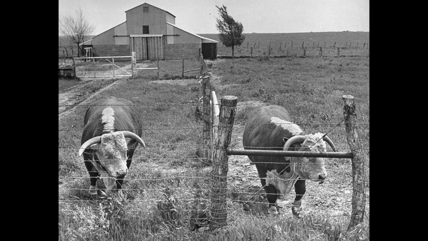 Before <a href="http://invent.org/inductee-detail/?IID=269" target="_blank" target="_blank">Joseph Glidden's invention</a>, there wasn't a practical way for American ranchers to contain their cattle. Barbed wire solved that problem. It was easy to install and a pretty inexpensive fencing option. It made cattle stay within their property and kept trespassers away.
