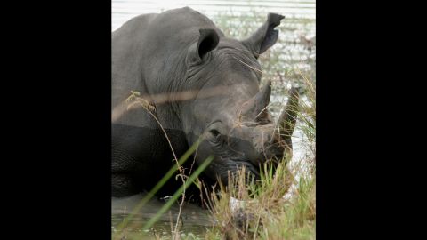 Uganda microchips rhinos to fight poaching | CNN