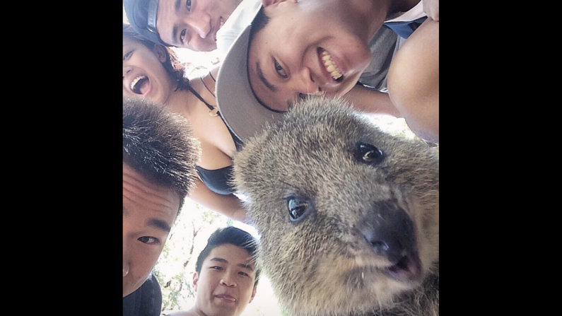 College student Joshua Chuah and his friends take a selfie with a quokka Sunday, March 1, on Australia's Rottnest Island. "Made a new furry friend on the island today," <a href="index.php?page=&url=https%3A%2F%2Finstagram.com%2Fp%2Fzr4TF9rndq%2F%3Fmodal%3Dtrue" target="_blank" target="_blank">Chuah said on Instagram.</a> Taking selfies with quokkas has become something of <a href="index.php?page=&url=http%3A%2F%2Fwww.neatorama.com%2F2015%2F03%2F02%2FThe-Quokka-is-the-Latest-Selfie-Quirk%2F" target="_blank" target="_blank">a trend on social media</a> lately.