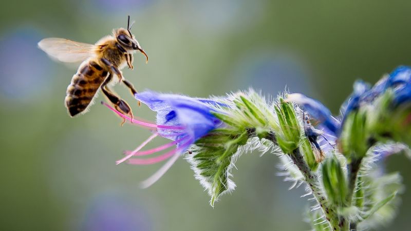 African bee deals