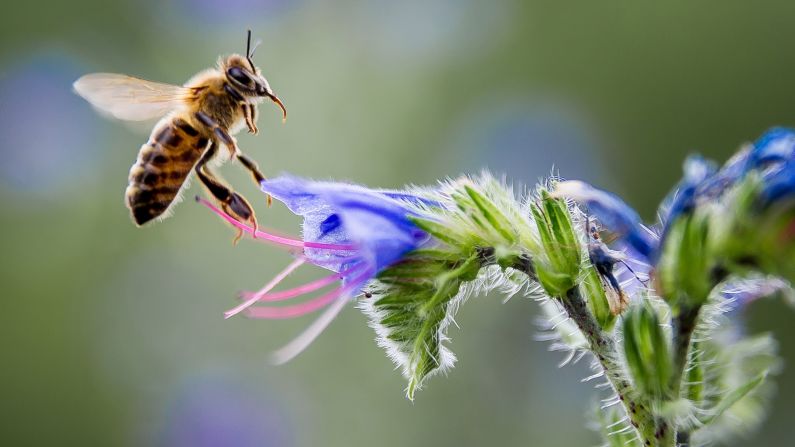 Honeybee populations are declining worldwide, in a phenomenon also known as Colony collapse disorder (CCD). A possible solution could come from studying the more resilient African bees.