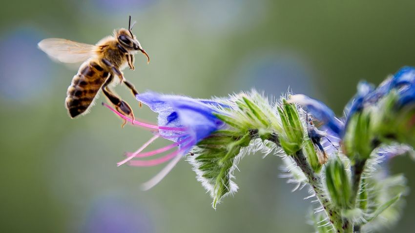 A bee gathers nectar from a flower in Pomarede, southern France, on July 8, 2014. AFP PHOTO / PHILIPPE HUGUEN        (Photo credit should read PHILIPPE HUGUEN/AFP/Getty Images)