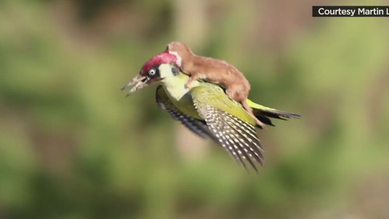 erin pkg moos weasel woodpecker flies_00000000.jpg