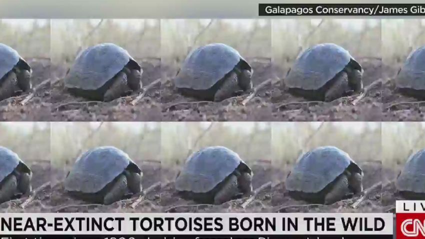 cnni pkg allen galapagos tortoises_00004722.jpg