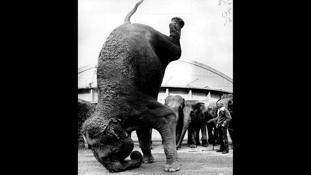 Elephants work out and train in 1971.