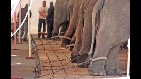 This January 2005 photo, provided by the Animal Protection Institute, shows circus elephants chained in Jacksonville, Florida. Feld Entertainment Inc., which produces the Ringling Bros. and Barnum & Bailey Circus, <a href="http://www.cnn.com/2011/11/29/us/ringling-bros-fine/" target="_blank">agreed to pay $270,000</a> for allegedly violating the Animal Welfare Act on several occasions from June 2007 to August 2011, according to a 2011 news release from the U.S. Department of Agriculture. As part of the settlement, the company admitted no wrongdoing or violation of USDA policy.