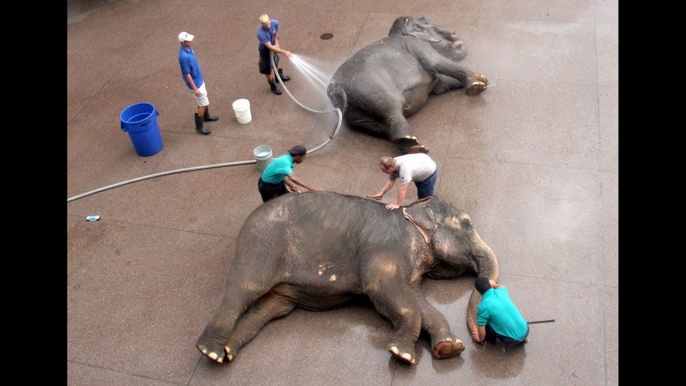 Animal handlers bathe and brush two elephants in Phoenix in July 2006.
