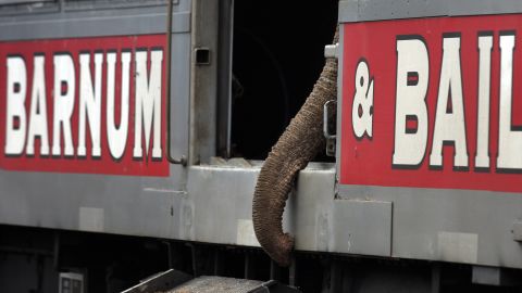 An elephant's trunk is seen on a train before a walk in Washington in 2009.
