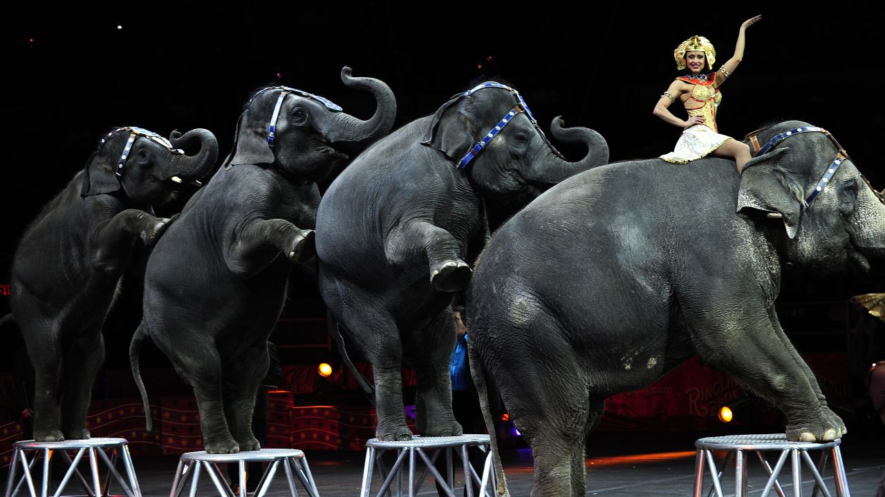 Elephants perform in 2010 to celebrate the 200th birthday of Phineas Taylor Barnum, a founder of the circus.