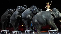 Ringling Bros. and Barnum & Bailey circus elephants perform during Barnum's FUNundrum in New York on March 26, 2010. Barnum's FUNdrum, the latest show from Ringling Bros. and Barnum & Bailey, was put together to create a 200th birthday salute to Phineas Taylor Barnum (P.T. Barnum), founder of the circus. The show, which will travel across the US in a mile-long train, presents some 130 perfomers from six continents and will be on tour for the next two years.  AFP PHOTO/Emmanuel Dunand (Photo credit should read EMMANUEL DUNAND/AFP/Getty Images)