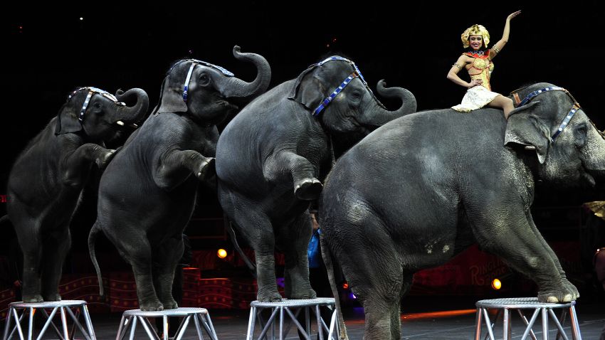 Ringling Bros. and Barnum & Bailey circus elephants perform during Barnum's FUNundrum in New York on March 26, 2010. Barnum's FUNdrum, the latest show from Ringling Bros. and Barnum & Bailey, was put together to create a 200th birthday salute to Phineas Taylor Barnum (P.T. Barnum), founder of the circus. The show, which will travel across the US in a mile-long train, presents some 130 perfomers from six continents and will be on tour for the next two years.  AFP PHOTO/Emmanuel Dunand (Photo credit should read EMMANUEL DUNAND/AFP/Getty Images)
