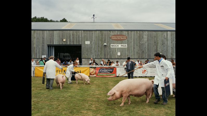 Traditional Welsh pigs are judged at a show in Builth Wells, Wales. That's a sausage advertisement behind them.