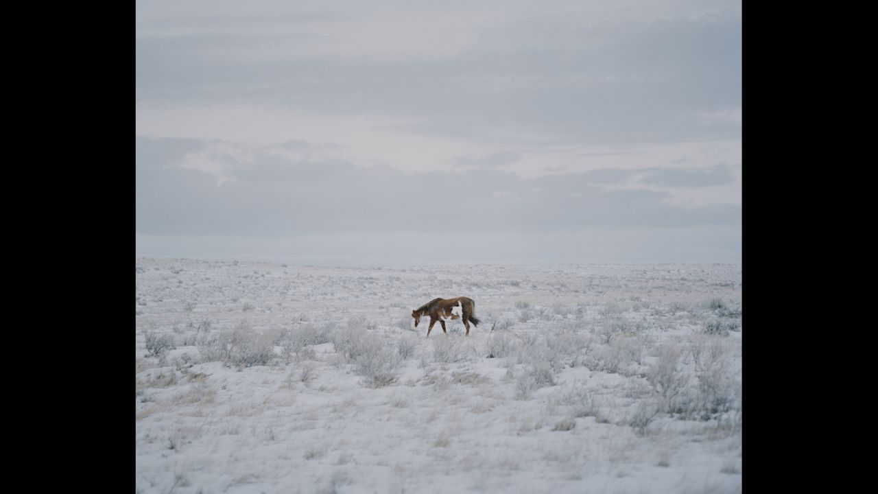 A horse walks in the snow in Newtown, Montana.