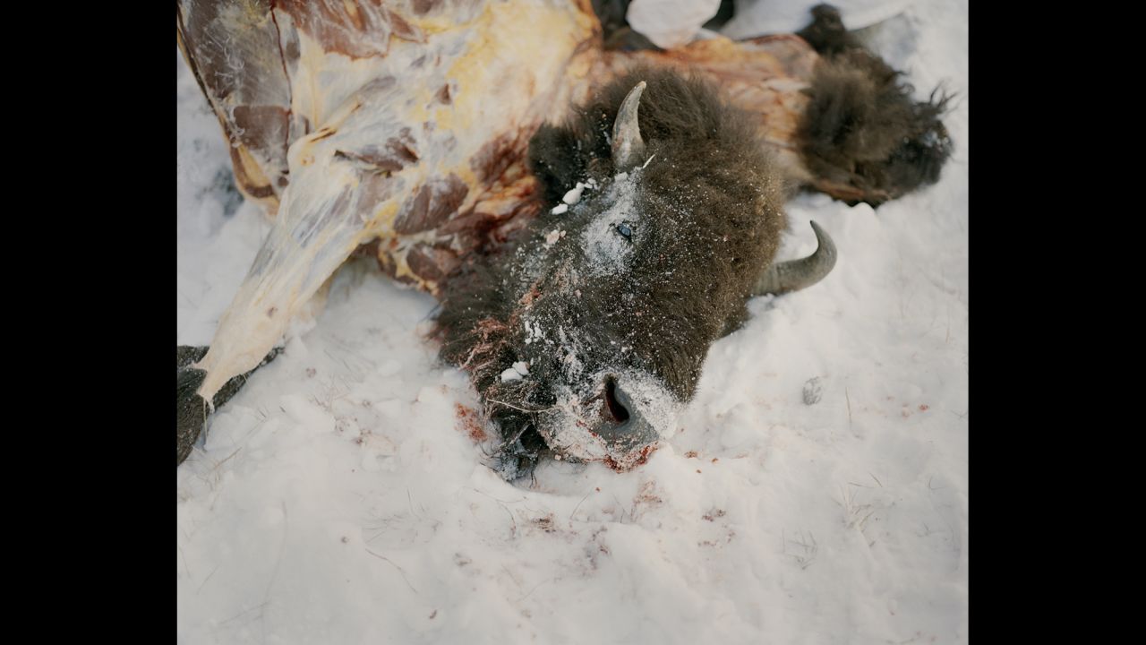 A buffalo killed during a hunt.<br />