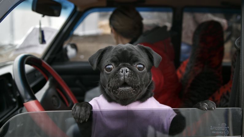 A dog looks out of a car at an army checkpoint near Kurakhove, Ukraine, on Tuesday, March 3.