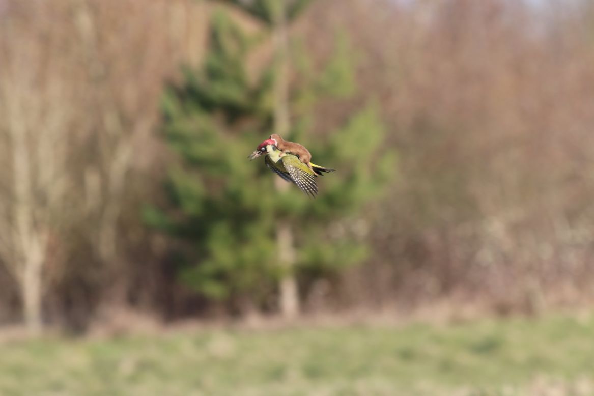 A weasel hitches a lift on the back of a woodpecker near London on Monday, March 2. The image, credited to amateur photographer Martin Le-May, <a href="http://www.cnn.com/2015/03/03/europe/uk-woodpecker-weasel/index.html" target="_blank">went viral on Twitter</a> after it was posted by photographer Jason Ward. Le-May told British television channel ITV that he had been walking with his wife in Hornchurch Country Park when they heard "a distressed squawking" noise and spotted the woodpecker. "Just after I switched from my binoculars to my camera, the bird flew across us and slightly in our direction; suddenly it was obvious it had a small mammal on its back and this was a struggle for life," Le-May said. Eventually, Le-May told ITV, the weasel lost its grip and the bird flew away.