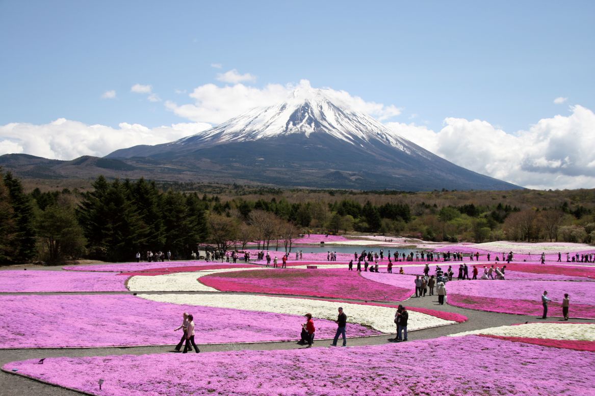 <strong>Fuji Shibazakura Festival, (Yamanashi): </strong>With Mount Fuji in the background, some 800,000 stalks of shibazakura or "moss phlox" cover 2.4 hectares of land in a carpet of pink, white and purple. Thousands travel to the Fuji Five Lakes area for the festival celebrating the flower's first bloom.