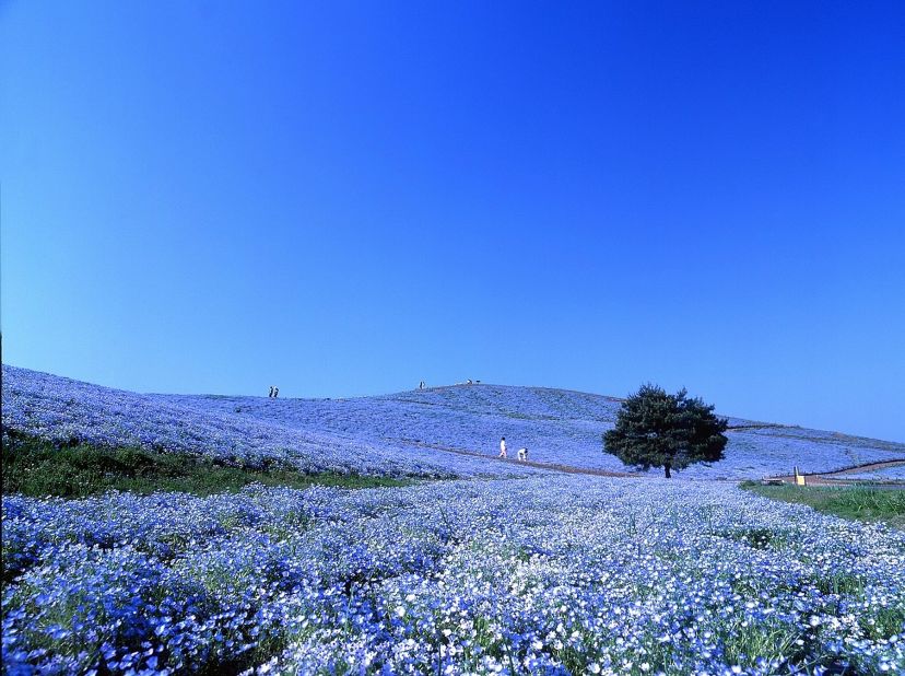 <strong>Hitachi Seaside Park (Ibaraki): </strong>Also known as "baby blue eyes," more than 4 million nemophilas bloom from late April to May in Hitachi Seaside Park, the public park on Miharashi Hill. The Nemophila Harmony is the highlight of park's flowering events. The 190-hectare park constantly changes color with the seasons. During the transition into fall, puffy kochia shrubs turn from vibrant green to fiery red.<br />