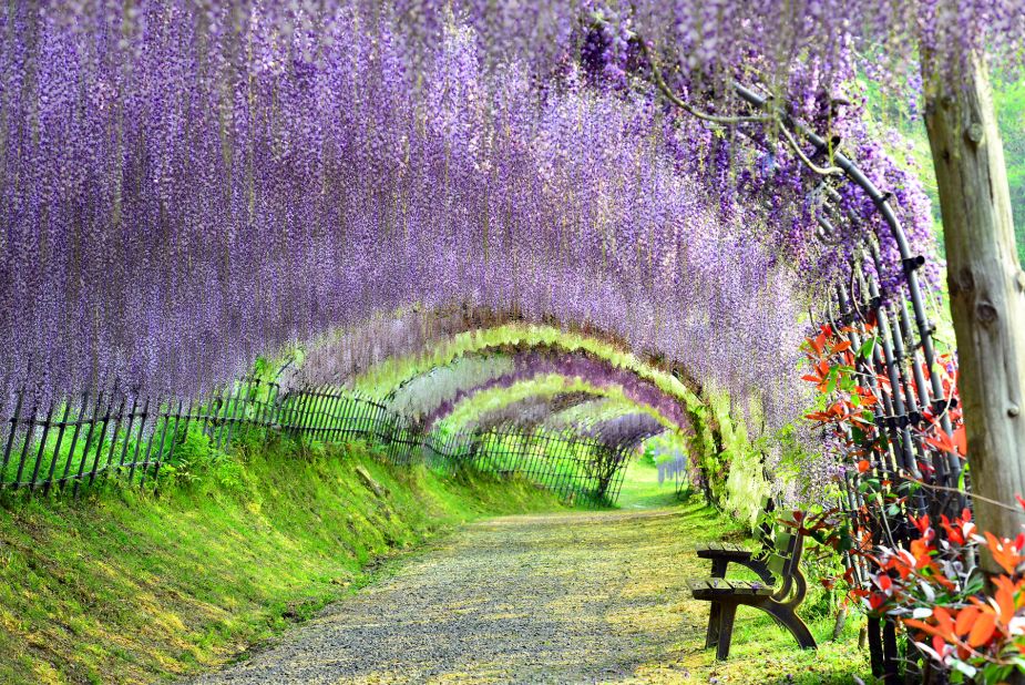 Kyushu, the southwesternmost of Japan's main islands, is where you'll find Kawachi Fuji Garden in Fukuoka. Artisans of Leisure is offering a new tour in 2016 that takes in the island's highlights, including Fukuoka, Nagasaki, Kumamoto, Yufuin and Beppu. 