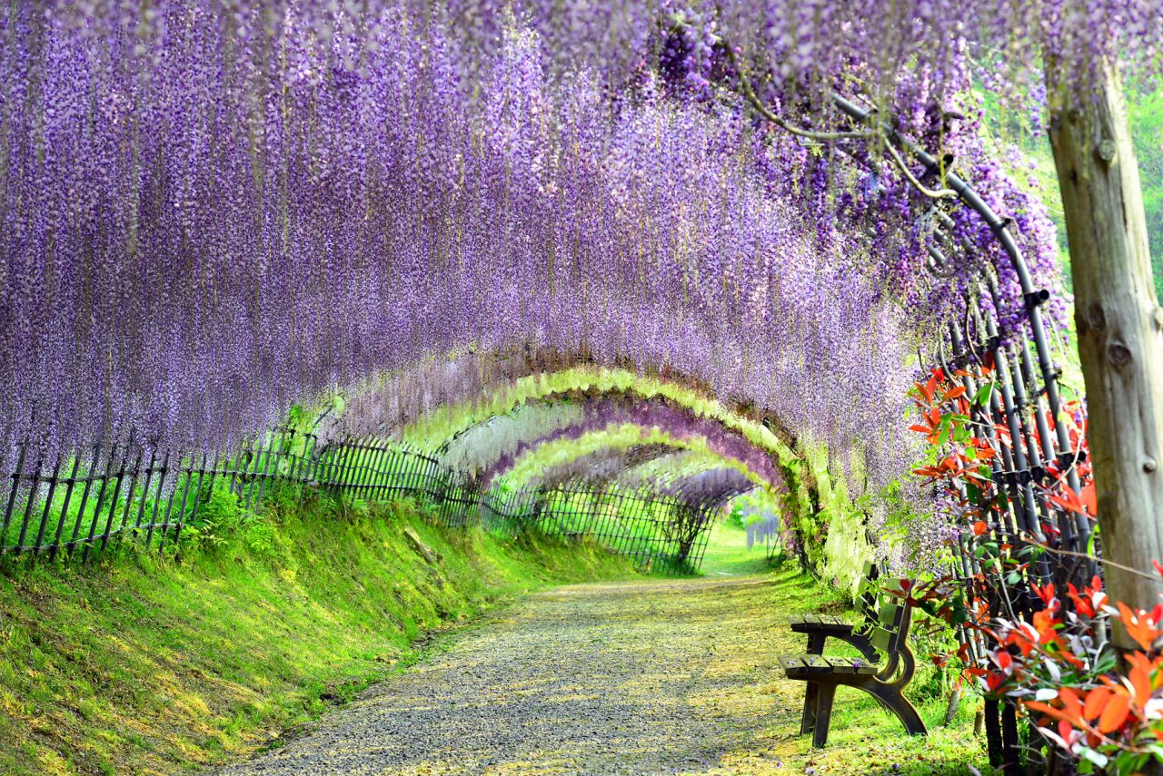 More than 15 million tourists visited Japan in 2015, and 2016 is set to be another bumper year. With sights like <a href="http://edition.cnn.com/2015/03/24/travel/gallery/most-beautiful-japan/">Kawachi Fuji Garden </a>in Fukuoka, they're onto a good thing. 